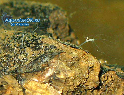 Что с кракеном сайт на сегодня